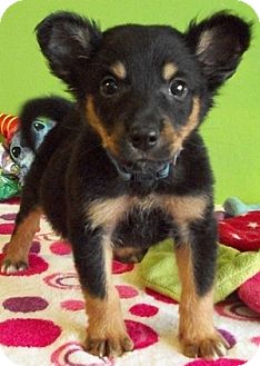 Levi | Adopted Puppy | Struthers, OH | Corgi/Miniature ...