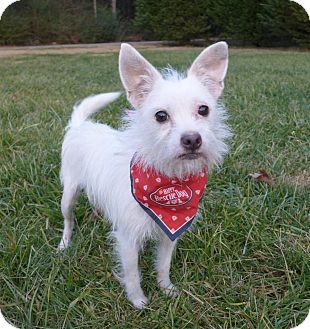 Bo | Adopted Dog | Mocksville, NC | Westie, West Highland ...