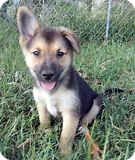 Bingo | Adopted Puppy | Allentown, NJ | Sheltie, Shetland ...