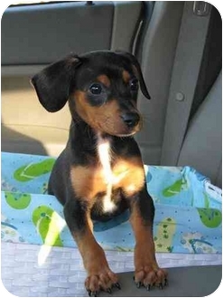 Cappuccino | Adopted Puppy | Coral Springs, FL | Miniature ...