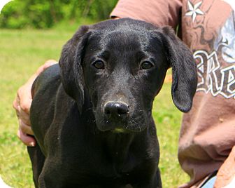 Get Lab Puppies For Adoption In Ct Pictures