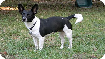 Esme | Adopted Dog | Duluth, GA | Rat Terrier/Corgi Mix
