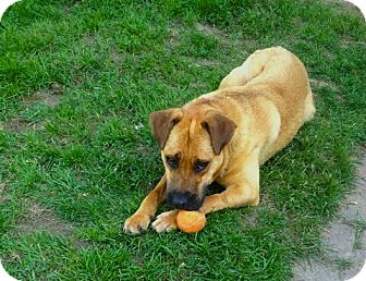 Cocoa | Adopted Dog | Bloomington, MN | Boxer/Shar Pei Mix