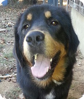 Rochester, NY - Newfoundland/Bernese Mountain Dog Mix ...