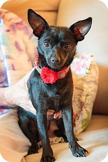 Ebony | Adopted Dog | Seattle, WA | Chihuahua Mix