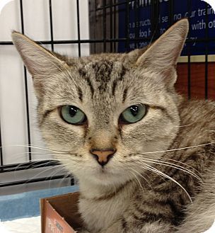 Nessie | Adopted Cat | Houston, TX | Egyptian Mau