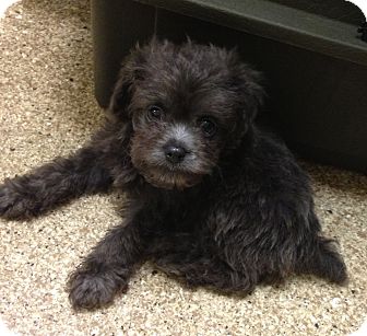 Fairview Heights, IL - Brussels Griffon/Poodle (Miniature) Mix. Meet