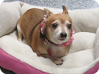 mona lisa houston Dog Lisa Houston, TX Mix Mona Adopted Dachshund/Chihuahua 4576 mona lisa houston Dog Lisa Houston, TX Mix Mona Adopted Dachshund/Chihuahua 4576