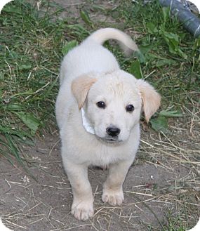 Golden Retriever Lab Mix