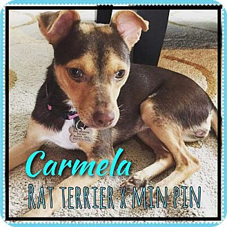 Phoenix, AZ - Miniature Pinscher/Rat Terrier Mix. Meet ...