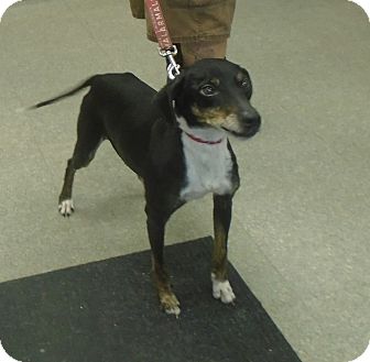 Somerset, PA - Beagle/Miniature Pinscher Mix. Meet Teddy a ...