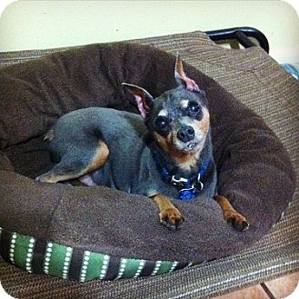 Port St. Lucie, FL - Miniature Pinscher. Meet Diesel a Dog ...