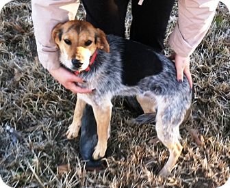 Shelly | Adopted Dog | Starkville, MS | Beagle/Blue Heeler Mix