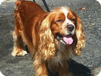 Rufus | Adopted Dog | 1337 | Castro Valley, CA | Cavalier King Charles
