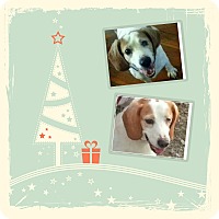 Findlay, OH - Beagle. Meet SADIE a Dog for Adoption.