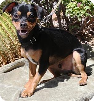 Rocky | Adopted Dog | Gilbert, AZ | Miniature Pinscher Mix