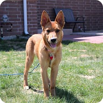 Hanako | Adopted Dog | Centennial, CO | Shiba Inu/German ...