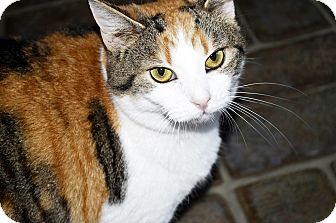 Domestic Shorthair Cat for Sale in Xenia, Ohio - Piper Domestic Shorthair Cat for Sale in Xenia, Ohio - Piper