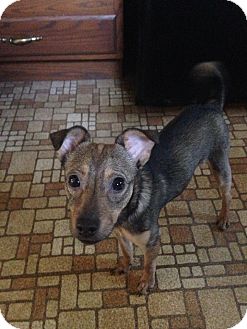 Sinking Spring, PA - Miniature Pinscher/Yorkie, Yorkshire ...