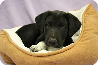 Athena | Adopted Puppy | DEC01_02 | Broomfield, CO ...