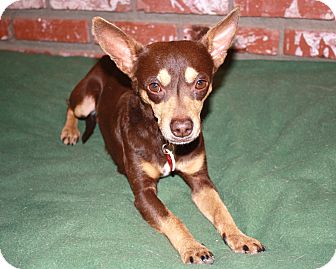 Gavin | Adopted Dog | Yorba Linda, CA | Miniature Pinscher ...