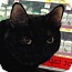 Photo 1 - Domestic Shorthair Cat for adoption in Gilbert, Arizona - Carrie Photo 1 - Domestic Shorthair Cat for adoption in Gilbert, Arizona - Carrie
