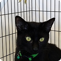 San Jose, CA - Domestic Mediumhair. Meet Sammy a Cat for ...