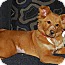 Photo 3 - Nova Scotia Duck-Tolling Retriever Mix Dog for adoption in New Boston, New Hampshire - Butterscotch Photo 3 - Nova Scotia Duck-Tolling Retriever Mix Dog for adoption in New Boston, New Hampshire - Butterscotch