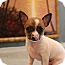 Photo 2 - Chihuahua Puppy for adoption in Hamburg, Pennsylvania - Ella Photo 2 - Chihuahua Puppy for adoption in Hamburg, Pennsylvania - Ella
