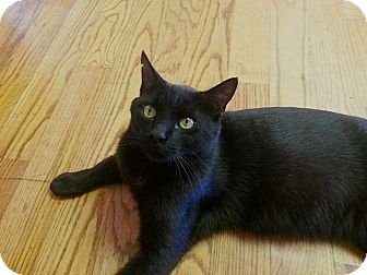 Domestic Shorthair Cat for adoption in Atlanta, Georgia - BC Domestic Shorthair Cat for adoption in Atlanta, Georgia - BC