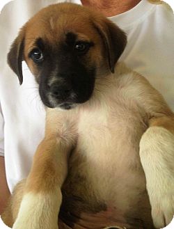 Bosley | Adopted Puppy | Kalamazoo, MI | German Shepherd ...