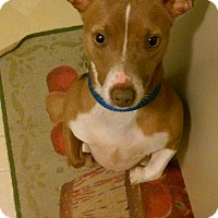 Adopt A Pet :: Biscuit - Lombard, IL