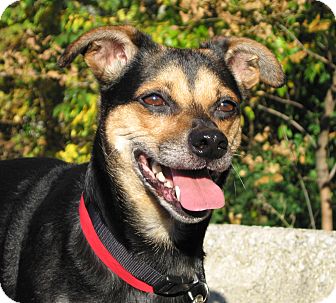 Hobart, IN - Beagle/Miniature Pinscher Mix. Meet Dixie a ...