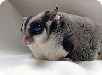 Jennings | Adopted | Seagoville, TX | Sugar Glider