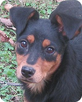 Louise | Adopted Dog | Hillsboro, OH | Miniature Pinscher ...