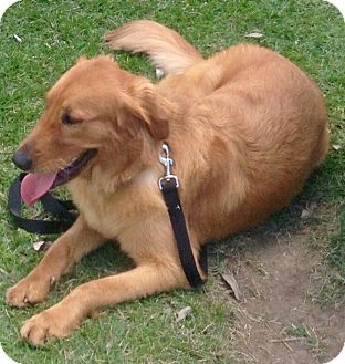 Pennigton, NJ - Golden Retriever. Meet Cheela a Dog for ...