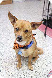Scout | Adopted Dog | Chino Valley, AZ | Chihuahua/Basenji Mix