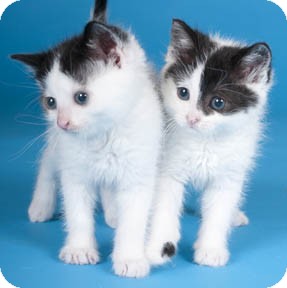 Black & White | Adopted Kitten | Chicago, IL | Domestic ...