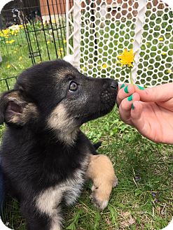 Edmonton, AB - German Shepherd Dog/Akita Mix. Meet Carol a ...