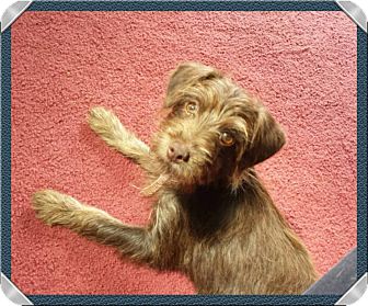 Chloe | Adopted Puppy | New Oxford, PA | Poodle (Miniature ...