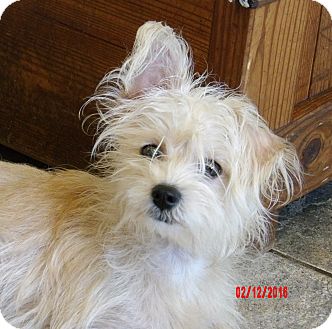 SUSSEX, NJ - Westie, West Highland White Terrier/Maltese ...