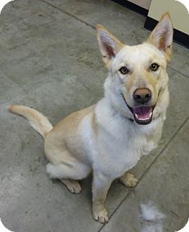 Larned, KS - Siberian Husky/Labrador Retriever Mix. Meet ...