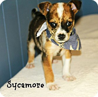 Ringwood, NJ - Basenji/Catahoula Leopard Dog Mix. Meet ...