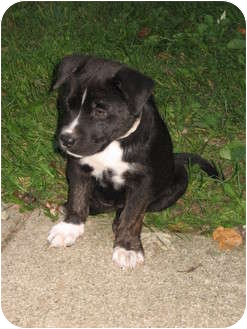 Hana | Adopted Puppy | 5983 | Flint, MI | Akita/American Pit Bull