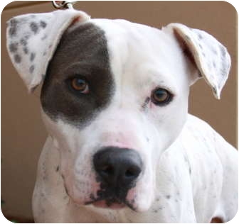 Roxy | Adopted Dog | Atlanta, GA | American Bulldog/Pointer Mix