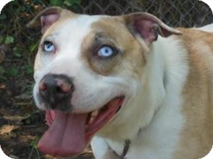 Kingwood, TX - Australian Shepherd/American Bulldog Mix. Meet Cooper a Dog for Adoption.