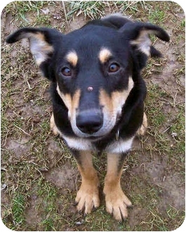 Milo | Adopted Dog | Latrobe, PA | German Shepherd Dog/Australian