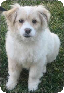 tibetan spaniel cross maltese