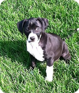 Get Labrador Retriever Puppies Dayton Ohio Pictures