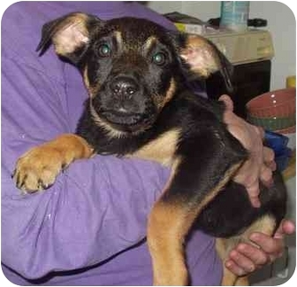 OLIVIA | Adopted Puppy | Boonton, NJ | German Shepherd Dog ...